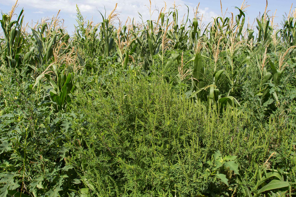 Ragweed kann bis zu 1,8 Meter hoch werden und bevorzugt vom Menschen beeinflusste Orte, wie hier in einem Maisfeld. © www.ragweedfinder.at